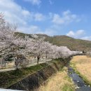 씨유 파주두포리점 | 파주 밤고지마을 벚꽃명소 추천 기본정보 다녀온 후기 공유