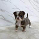 오독안심분양센터 강아지분양 고양이분양 인천점 이미지