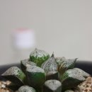 Haworthia picta 'Mozaic' 이미지