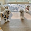 슈라즈하우스 이미지