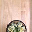 마이티농장 이미지