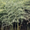 섬진강대나무숲길 이미지