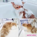 스파리버 캐터리 이미지