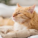 온유동물병원 이미지