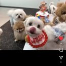 댕이의하루 | 인천 학익동 애견유치원&amp;애견호텔 찐 후기(댕이의 하루)