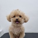 꼬몽그루밍 | 꼬몽이 미용한 날