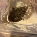 조은유통 | 뼈 건강을 위한 고소한 한 스푼: 조은약초 '홍화씨 분말' 100% 리얼 후기