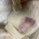 안민 동물병원 | 암컷고양이 중성화 혈종 멍울 출혈.. 중성화 부작용 마음이 덜컥..6개월 설이 중성화 일기 2번째