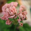 위드메드 이미지