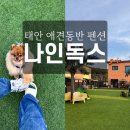 나인독스 이미지