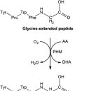 Re:The role of vitamin C in the treatment of pain: new insights 이미지