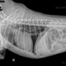 포레브동물의료센터 이미지
