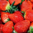 신두만곡로 | 안성 딸기농장 당일 수확한 신선한 딸기, 유가네 딸기밭