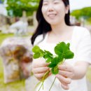 네잎클로버 이미지