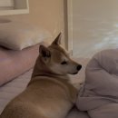 이승재동물병원 이미지