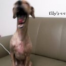 바비애견미용 이미지