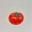 색연필 보타니컬 아트 이미지