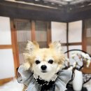 댕그랑댕 이미지