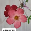 스윗포테이토와 보위에나 이미지