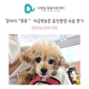 아마존동물병원 | 철산 동물병원) 강아지 "루루" 자궁축농증 유선종양 제거 수술 후기