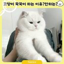 꾹꾹이 하는 고양이(kneading cats) | 고양이 꾹꾹이, 왜 할까?안할때도 이유가 있어요