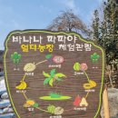 헤브론농장 | 배곧 가볼만한 곳ㅣ열대과일농장 관람 시식 체험ㅣ헤브론 바나나파파야농장ㅣ아이랑 갈만한 곳ㅣ뒷방울...