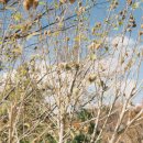 황령산유원지 생태숲 이미지