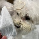 멍블멍블 이미지