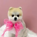 댕바이댕 이미지