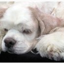 지오디독 이미지