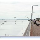 송도갈매기 이미지