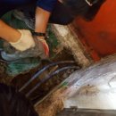 자원 오리성 이미지