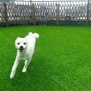 일리키독 이미지