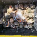 안면도덤앤더머 이미지