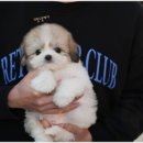 대구강아지분양 퍼피얌 이미지