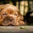 포인트동물의료센터 이미지