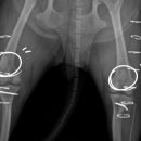 잠실베스트동물병원 수술재활센터 이미지