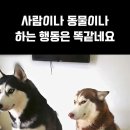 사람이나 동물이나 ㅋㅋㅋ 이미지