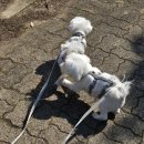 금남매