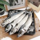 자반고등어 이미지