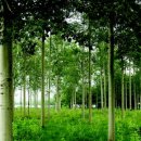 바다가 그리운 나무 이미지