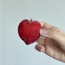 청해양꼬치 | 6월은 여름인가요?