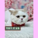 영블리 펫살롱 이미지