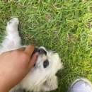 사랑채 민박 | 촌캉스 숙소 추천 : 외암민속마을 민박, 기념품 연엽주