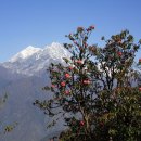 벌과 사람 이미지