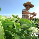 북진농장 이미지