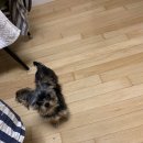 coco puppy 이미지