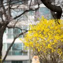 대구 벚꽃여행지 명소 금호강 생태공원 3.24일 방문 후기