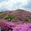 지리산 바래봉 철쭉 현황/최근 모습(펌) 이미지