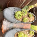 송학정흑염소 이미지